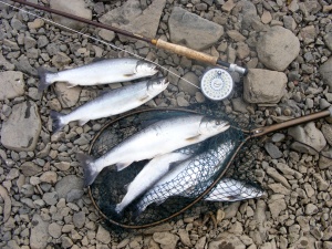 A modest bag of char for two rods fishing in the estuary