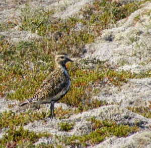 A golden plover among the crowberries